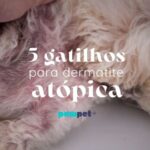 Cachorro com dermatite deitado